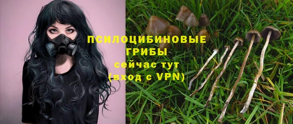 прущие грибы Саяногорск